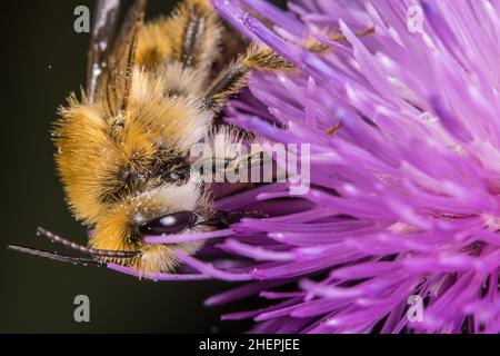 Pantaloon-Biene (Dasypoda altercator, Dasypoda plumipes, Dasypoda hirtipes) saugt Nektar aus einer Distelblume, Deutschland Stockfoto