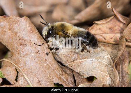 Blütenbiene (Anthophora aestivalis, Anthophora intermedia), Männchen auf gefallenen Blättern, Deutschland Stockfoto