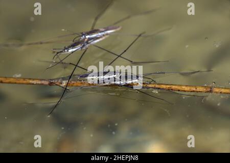 Water Strider (Gerris spec.), auf Wasseroberfläche, Deutschland Stockfoto