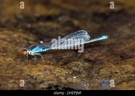 Kleine Rotäugige Damselfliege (Erythromma viridulum), Männchen am Wasser, Deutschland Stockfoto