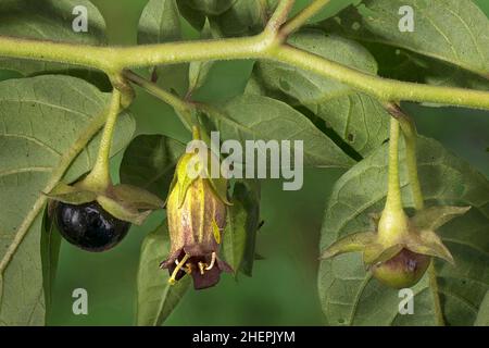 Tödlicher Nachtschatten (Atropa bella-Donna, Atropa belladonna), mit Blüten und Früchten, Deutschland, Bayern Stockfoto