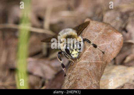 Blütenbiene (Anthophora aestivalis, Anthophora intermedia), Männchen auf gefallenen Blättern, Deutschland Stockfoto