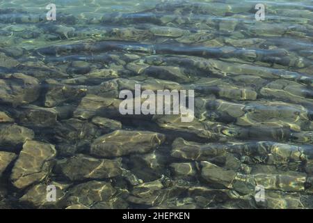 Hintergrund von glänzenden Steinen auf einem klaren Seegrund. Abstraktes Muster von großen grauen Steinen unter der Oberfläche von türkisfarbenem Wasser (Genfersee) Stockfoto