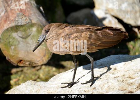 Hamerkop (Scopus umbretta) steht auf einem Felsen und vom Profil aus gesehen Stockfoto