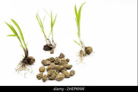 Samen von Cyperus esculentus, hydratisiert und gekeimt valencianische Tigernüsse auf weißem Hintergrund Stockfoto