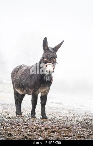 Nahaufnahme eines Esels, isoliert im Schnee, britischer Winter. Stockfoto