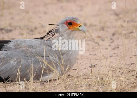 Sekretär Bird im Kgalagadi Stockfoto