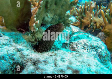 Juvenile Goldentail Moray Eel am Riff Stockfoto