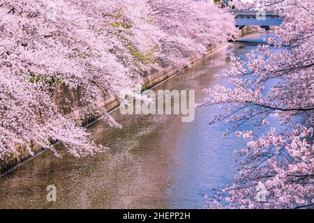 Kirschbaumreihe Entlang Des Meguro River Tokyo Stockfoto