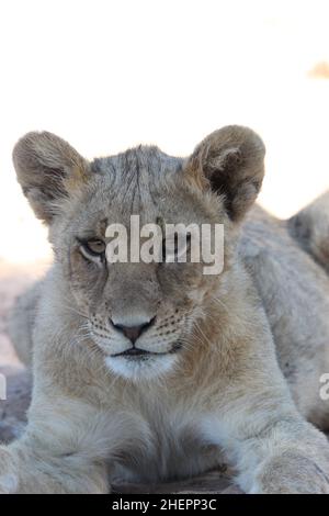 Junger Löwe im Kgalagadi Stockfoto