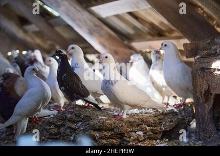 Züchten reinrassige Tauben auf dem privaten Hof. Warmes Haus für Vögel. Naturcore ländliche Pastoralleben Konzept. Stockfoto