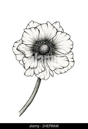Monochrome Anemone Blume Zeichnung isoliert auf weiß, florale Tinte Linie Kunst Illustration mit vintage Anemone Blume, realistische Blume Zeichnung in schwarz Stockfoto