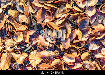 Detail der Blätter in heller Sonne am Taunus-Wald in Herbststimmung Stockfoto