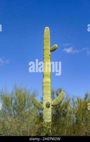 Die Kakteen der Sonoran-Wüste von Arizona stehen wie eine riesige, stille Armee am Organ Pipe Cactus National Monument Stockfoto