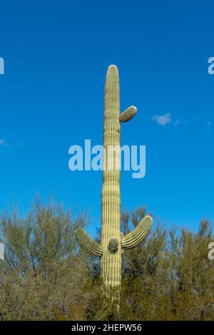 Die Kakteen der Sonoran-Wüste von Arizona stehen wie eine riesige, stille Armee am Organ Pipe Cactus National Monument Stockfoto