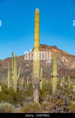 Die Kakteen der Sonoran-Wüste von Arizona stehen wie eine riesige, stille Armee am Organ Pipe Cactus National Monument Stockfoto