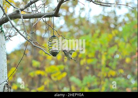 Wilder Vogel nähert sich einem Futterhäuschen, das an einem Baum hängt. Stockfoto