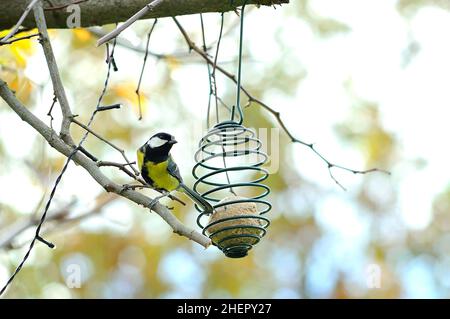 Wild Great Titmouse (parus major) schwebt um einen fetten Ball, der an einem Baum hängt. Stockfoto