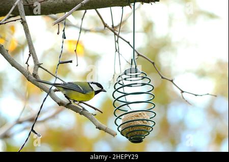 Wild Great Titmouse (parus major) auf der Suche nach einem fetten Ball, der an einem Baum hängt. Stockfoto