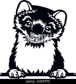 Peeking Ferret - Funny Wild Animal Peeking out - Gesichtskopf isoliert auf weißem Vektormaterial Stock Vektor