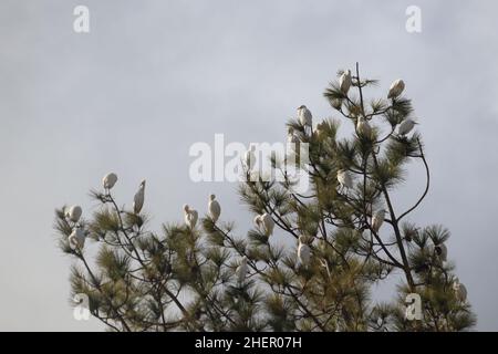 12. Januar 2022, Poonch, Jammu und Kaschmir, Indien: Eine Gruppe von Rinderreiher, die am Mittwoch in Poonch auf einem Baum ruht (Bildquelle: © Nazim Ali KhanZUMA Press Wire) Stockfoto