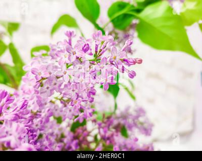 Lila Flieder Blumen Stock Foto. Stockfoto