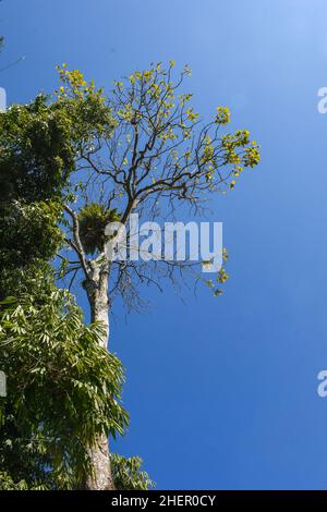 Grüne Himalaya-Waldbäume mit blauem Himmel. Stockfoto