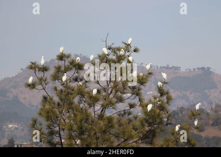 12. Januar 2022, Poonch, Jammu und Kashmir, Indien: Eine Gruppe von Rinderreiher, die in Poonch auf einem Baum ruht (Foto: © Nazim Ali KhanZUMA Press Wire) Stockfoto