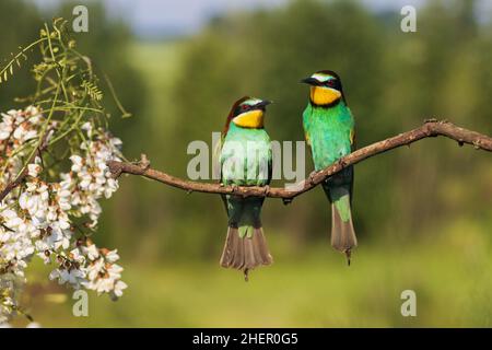 Ein Paar schöner Vögel, die im Frühling auf einem Ast sitzen Stockfoto