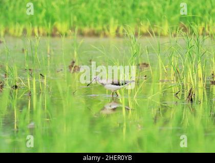 Grüner Sandpiper (tringa ochropus) in einem Feuchtgebiet, westbengalen, indien Stockfoto