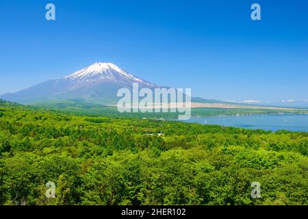 See Yamanaka In Fresh Green Und Mount Fuji Stockfoto