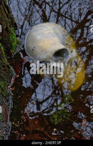 Der menschliche Schädel tauchte teilweise in flachem Teichwasser mit im Wasser spiegelnden Baumzweigen unter Stockfoto