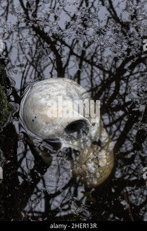 Der menschliche Schädel tauchte teilweise in flachem Teichwasser mit im Wasser spiegelnden Baumzweigen unter Stockfoto