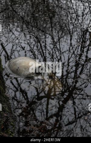 Der menschliche Schädel tauchte teilweise in flachem Teichwasser mit im Wasser spiegelnden Baumzweigen unter Stockfoto