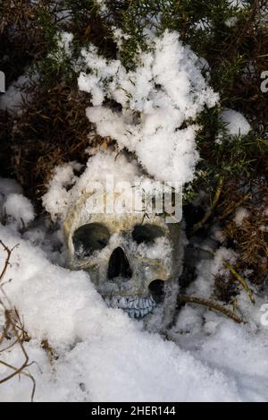 Menschlicher Schädel im Busch versteckt Stockfoto