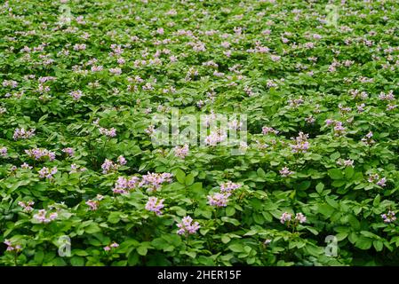 Kartoffelfeld. Landschaft mit blühenden Kartoffeln. Kartoffelpflanzen mit Blumen, die auf dem Feld wachsen. Anbau von Kartoffeln für Lebensmittel, Naturprodukt. Stockfoto