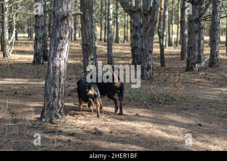 Unschärfe-Effekte, verschwommene Bewegungen, Rauschen, Korn-Effekte. Zwei Hunde laufen durch den Wald. Ein Männchen und ein Weibchen Rottweiler. Ein sonniger Herbsttag. Hohe Kiefern. Haustiere Stockfoto