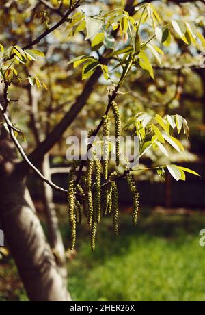 Blühender Walnussbaum im Frühling aus nächster Nähe Stockfoto