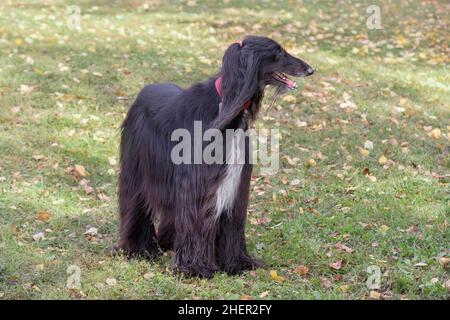 Süßer schwarzer afghanischer Hund steht auf einem grünen Gras im Herbstpark. Östlicher Windhund oder persischer Windhund. Haustiere. Reinrassige Hündin. Stockfoto