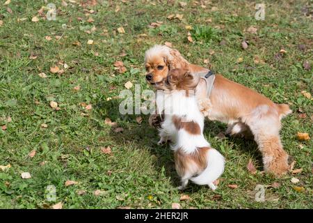 Chihuahua Welpe und Kavalierkönig charles Spaniel Welpe spielen auf einem grünen Gras im Herbstpark. Haustiere. Reinrassige Hündin. Stockfoto