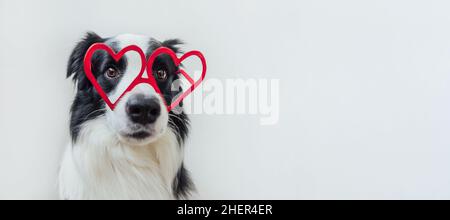 Konzept zum Valentinstag. Lustige Welpen Hund Grenze Collie in roten herzförmigen Gläser isoliert auf weißem Hintergrund. Schöner verliebter Hund, der den Valentinstag feiert. Liebesromane-Banner Stockfoto