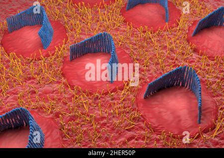 Haarzellen im inneren Ohr im vestibulären System - isometrische Ansicht 3D Abbildung Stockfoto