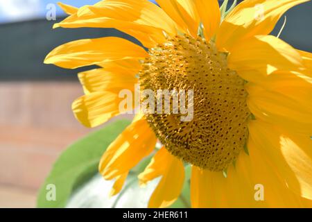 Sonnenblume Stockfoto