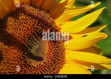 Nahaufnahme einer Hummel, die Nektar von einer Sonnenblume (helianthus annuus) sammelt, mit Blütenblättern auf der rechten Seite Stockfoto