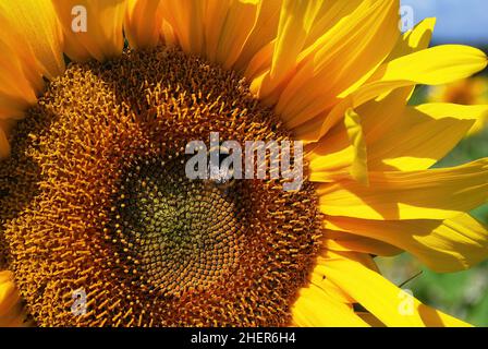 Nahaufnahme eines Sonnenblumenkopfes mit einer Hummel, die Nektar sammelt Stockfoto