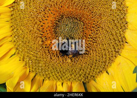 Nahaufnahme einer großen Hummel, die Nektar von Sonnenblumenscheibenröschen sammelt Stockfoto