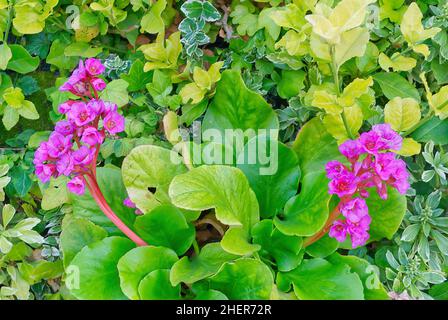 Violette Bergenia (Bergenia purpurascens) blüht mit großen, glänzend grünen Blättern, die an einer lebenden Wand wachsen, Ashford Designer Outlet, Kent, UK Stockfoto