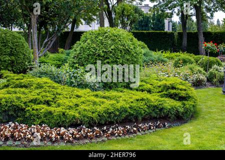 Gartenbeet im Park mit Pflanzen Laubblumen und immergrüner Thuja-Busch im Blumenbeet neben grünem Gras mit Baumstamm auf Hinterhoflandschaft auf spr Stockfoto