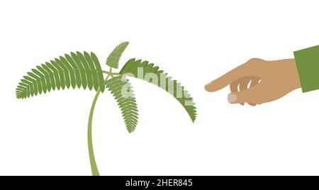 Nastic Bewegungen - es ist eine Richtungsbewegung in Pflanzen als Reaktion auf Berührung. Die Mimosa pudica Pflanze faltet Blätter, wenn sie berührt wird. Isolierter Vektor Stock Vektor