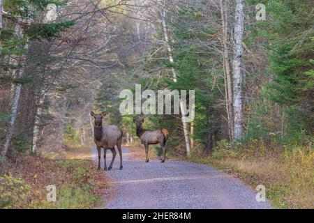 Eine Elchkuh und ein Kalb auf einer Schotterstraße im Clam Lake-Gebiet im Norden von Wisconsin. Stockfoto
